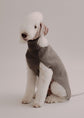 Cashmere Dog Pullover - Taupe - Pintu