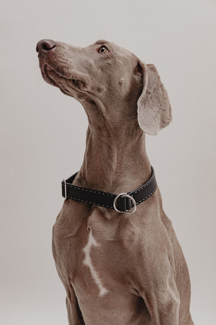 Dog Collar Bosque - Black - Stainless Steel - Pintu