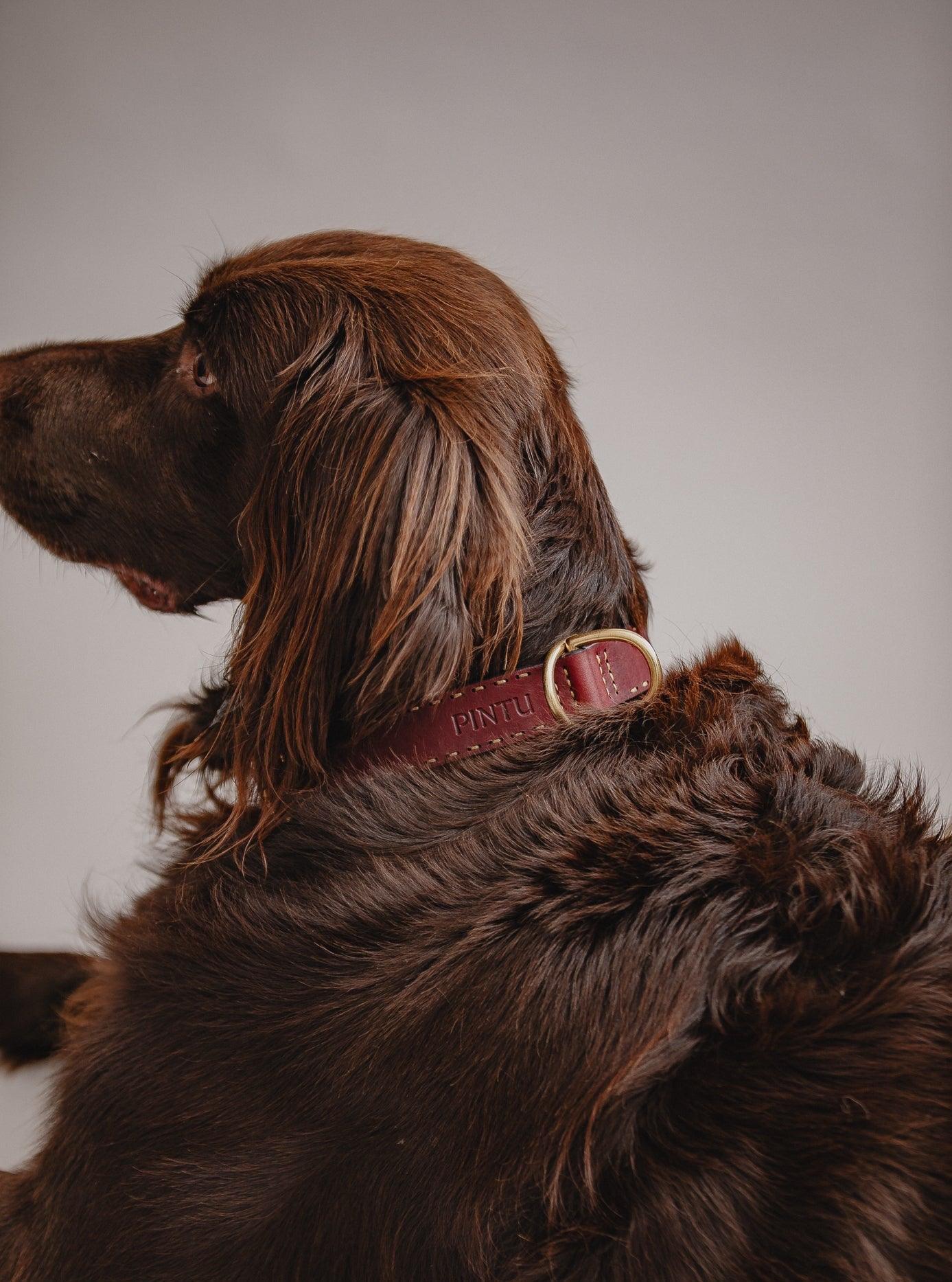 Dog Collar Bosque - Cherry - Brass - Pintu