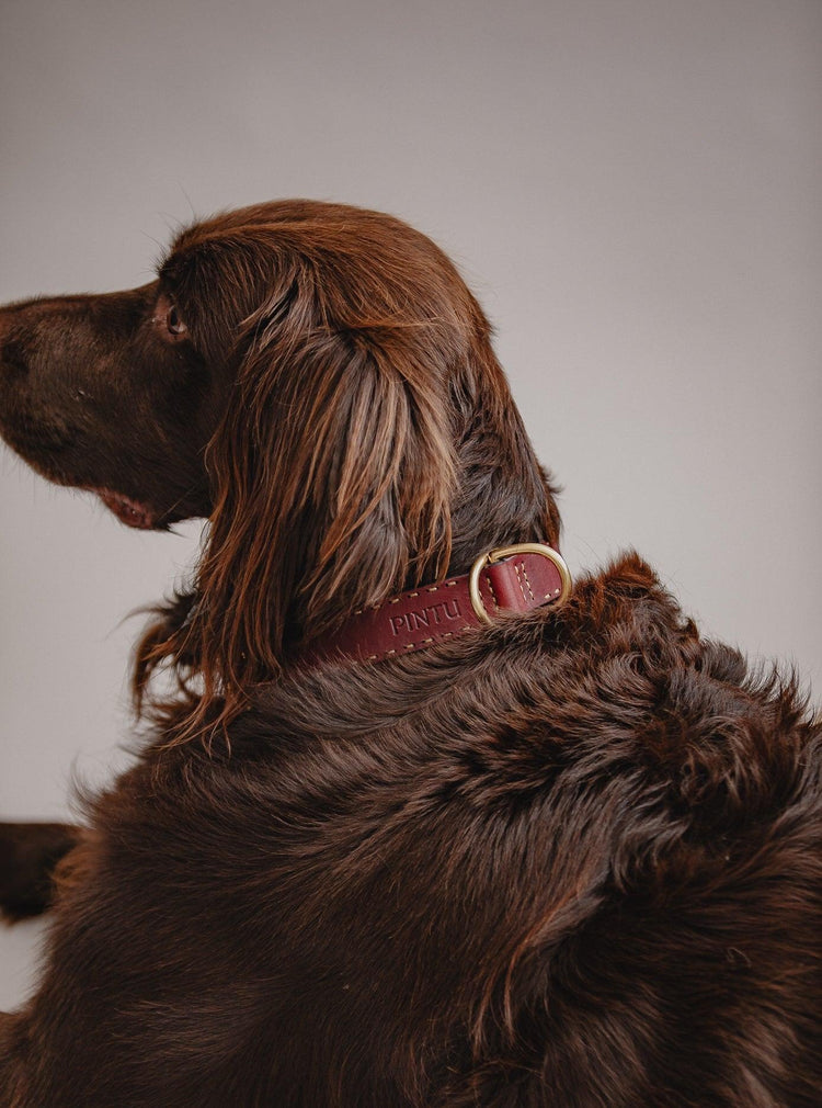 Dog Collar Bosque - Cherry - Brass - Pintu