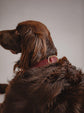 Dog Collar Bosque - Cherry - Brass - Pintu