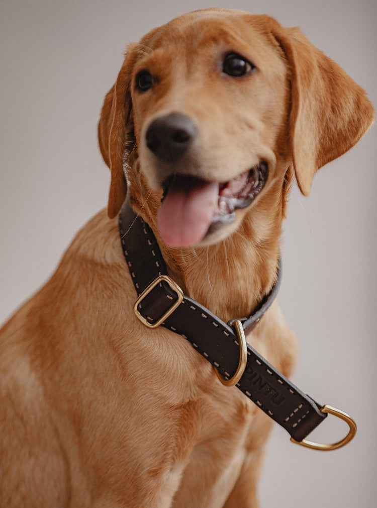 Dog Collar Bosque - Chocolate - Pintu
