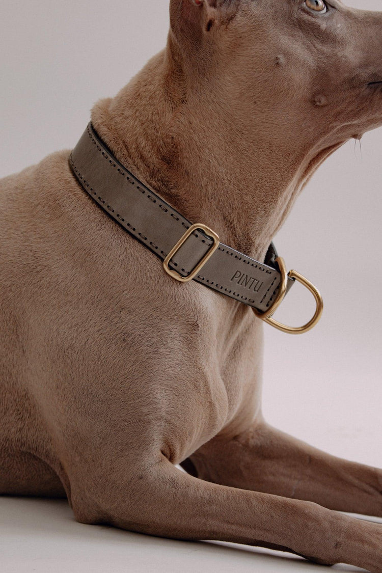 Dog Collar Bosque - Grey - Brass - Pintu