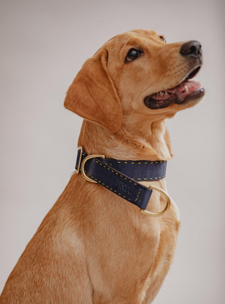 Dog Collar Bosque - Navy - Brass - Pintu