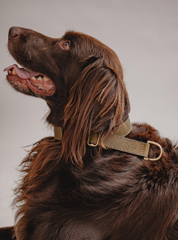 Dog Collar Bosque - Olive - Brass - Pintu