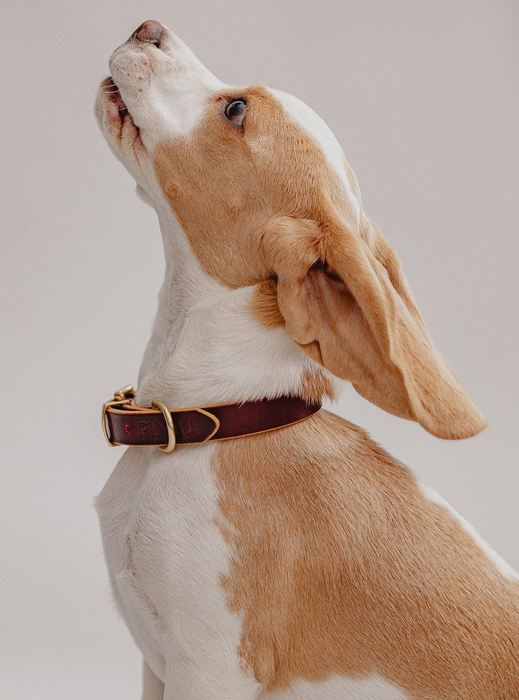 Dog Collar Monte - Cherry - Pintu