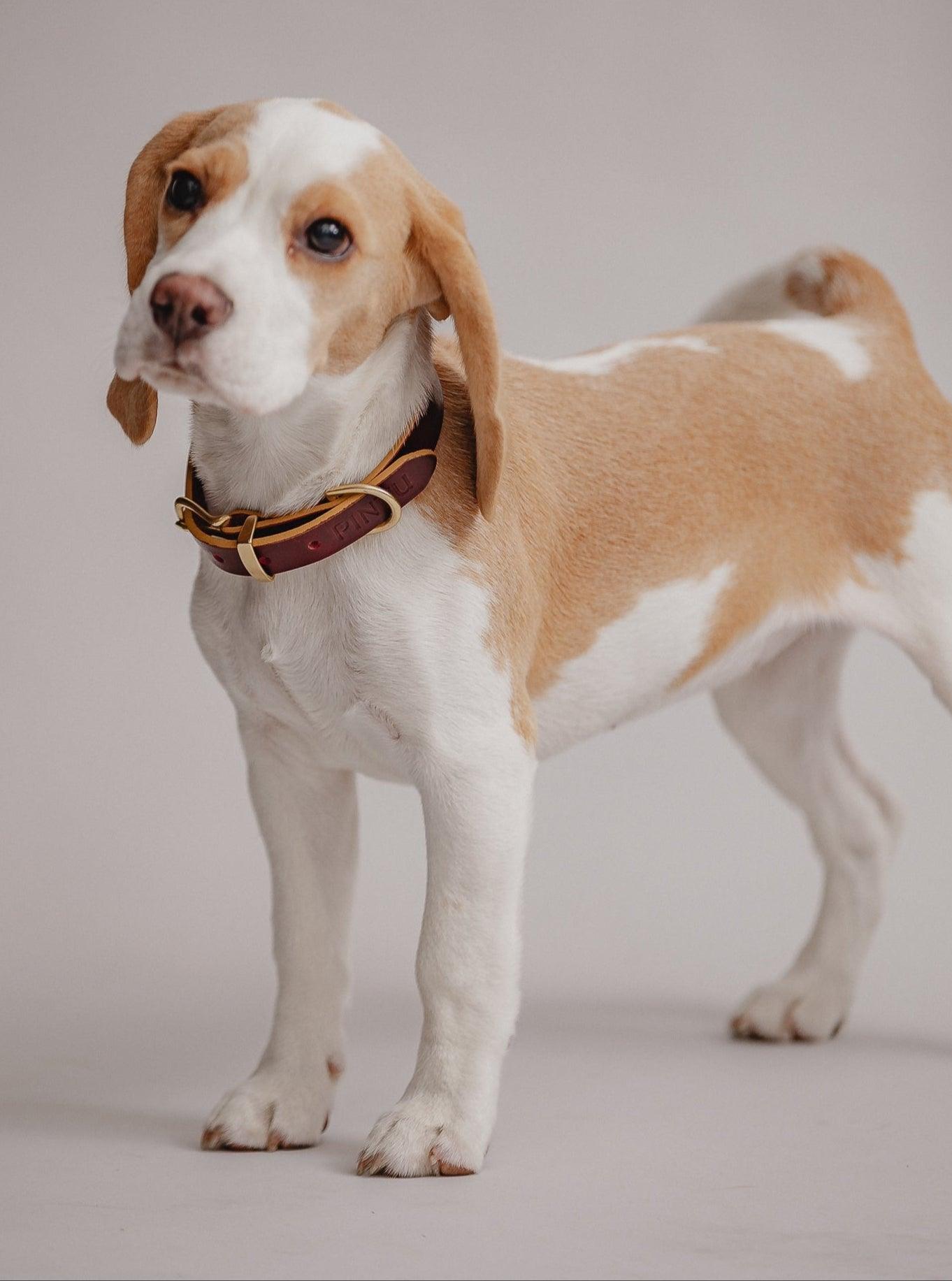 Dog Collar Monte - Cherry - Brass - Pintu