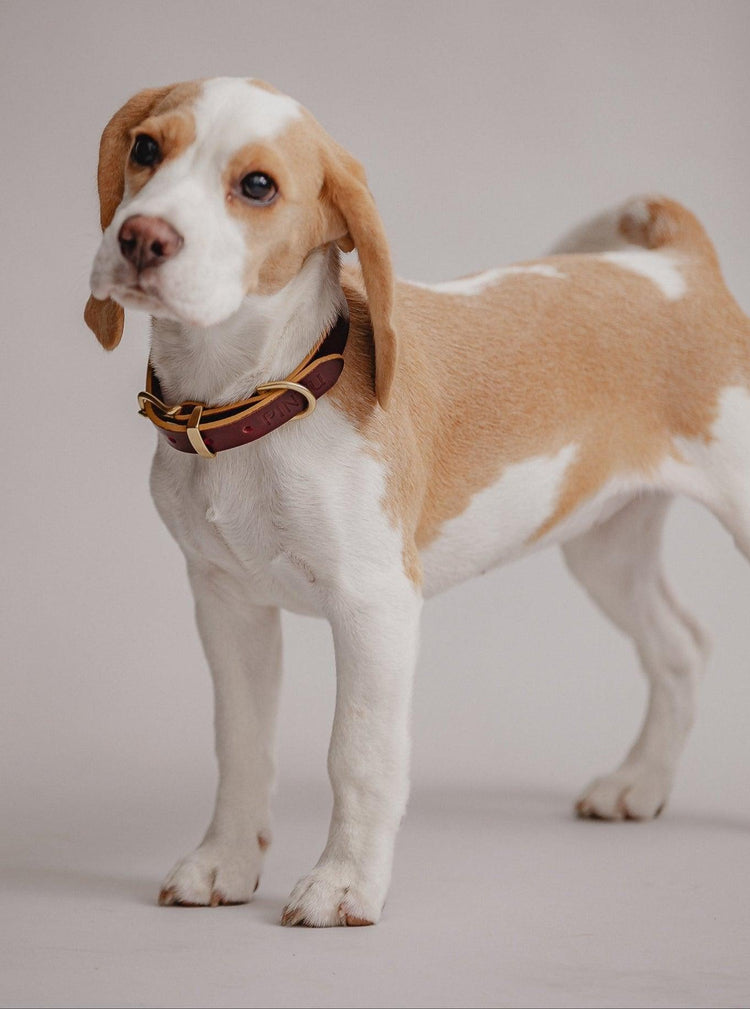 Dog Collar Monte - Cherry - Brass - Pintu