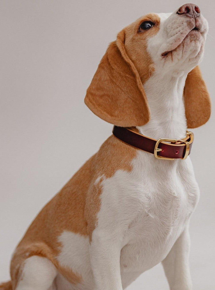 Dog Collar Monte - Cherry/Gold - Pintu