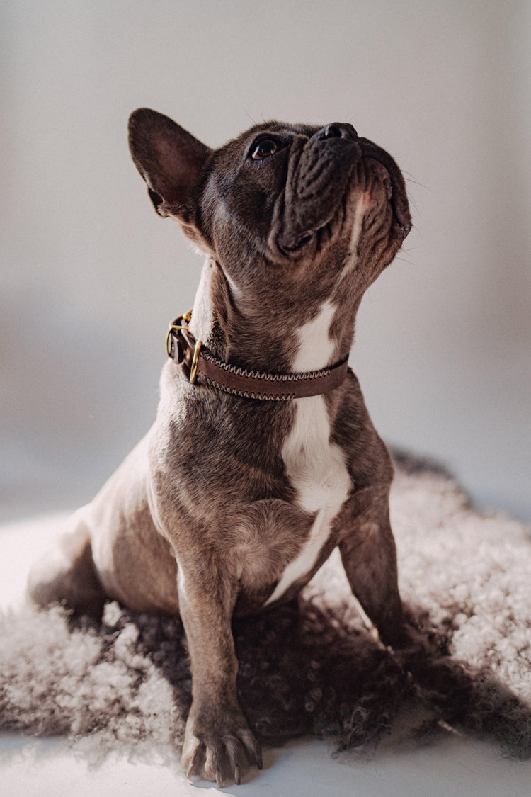 Dog Collar Porthos - Chocolate/Grey - Archive - Pintu