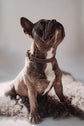 Dog Collar Porthos - Chocolate/Grey - Archive - Pintu