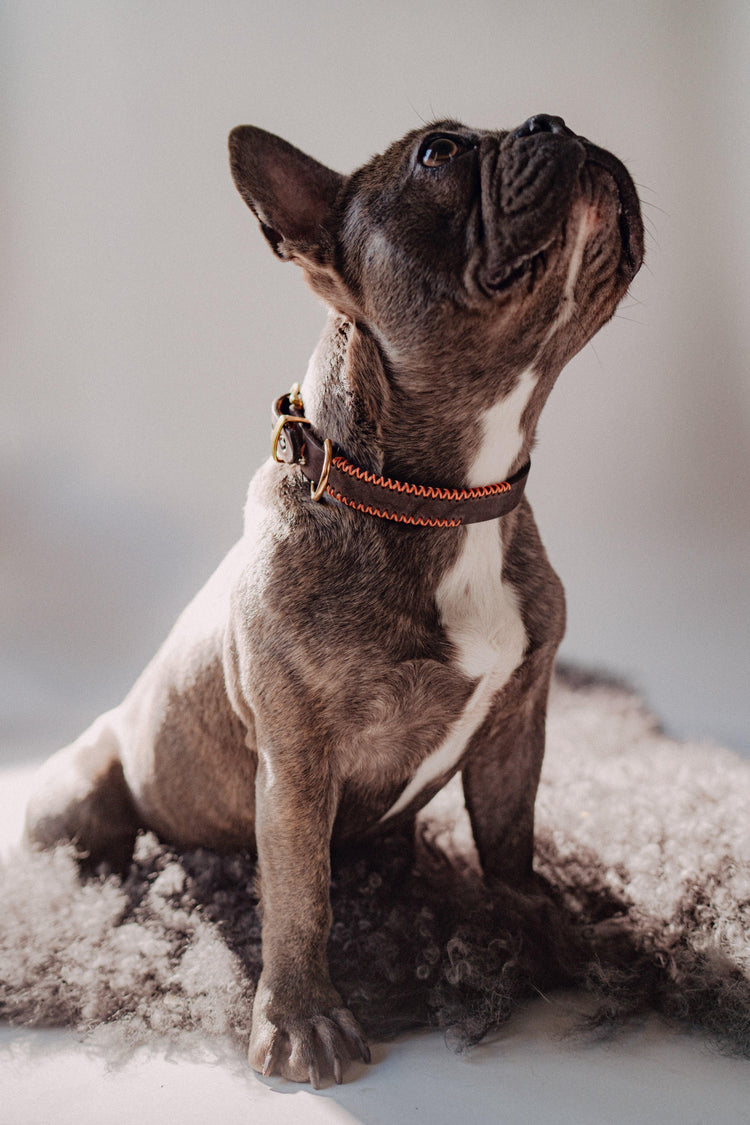 Dog Collar Porthos - Chocolate/Orange - Archive - Pintu
