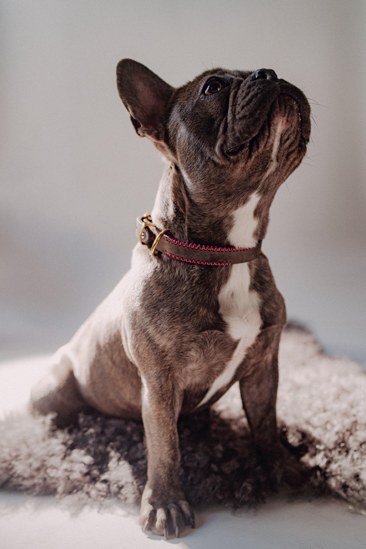 Dog Collar Porthos - Chocolate - Archive - Pintu