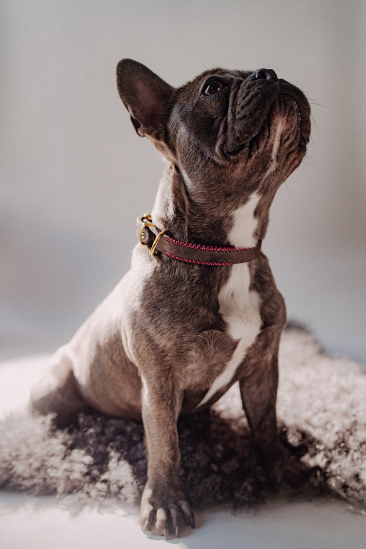 Dog Collar Porthos - Chocolate - Archive - Pintu