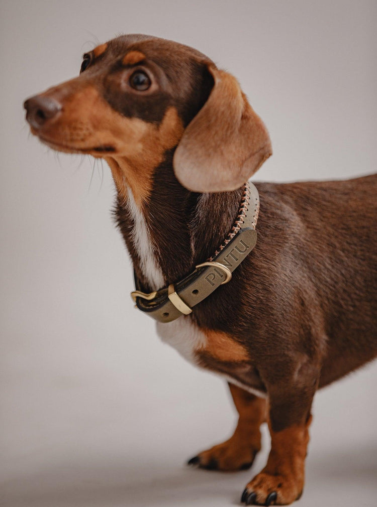 Dog Collar Porthos - Olive/Coral - Pintu