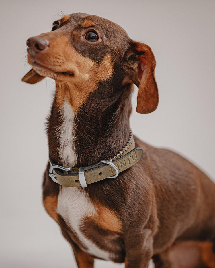 Dog Collar Porthos - Olive/Taupe - Pintu