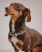 Dog Collar Porthos - Olive/Taupe - Pintu