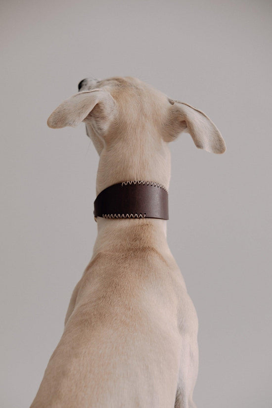 Dog Collar Viento - Chocolate/Grey - Pintu