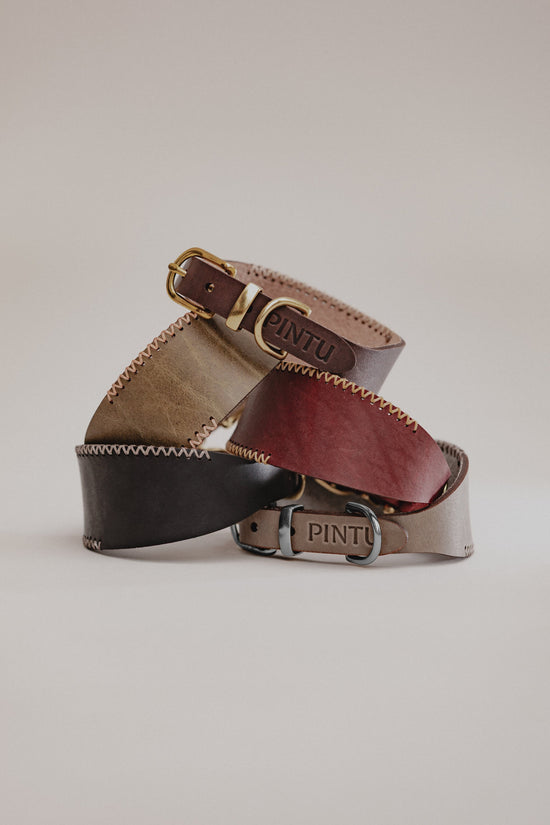 Dog Collar Viento - Pintu