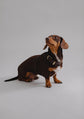 Dog Harness Flynn - Chocolate/Orange - Pintu