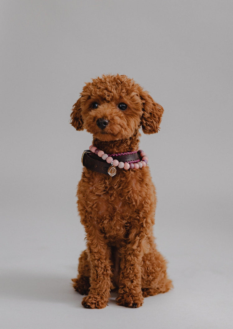 Dog Harness Flynn - Chocolate - Pintu