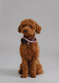 Dog Harness Flynn - Chocolate - Pintu