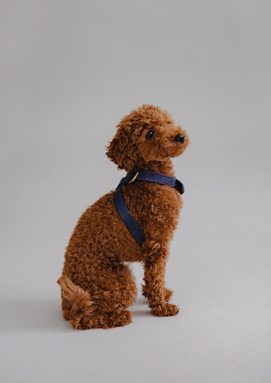 Dog Harness Flynn - Navy/Purple - Pintu