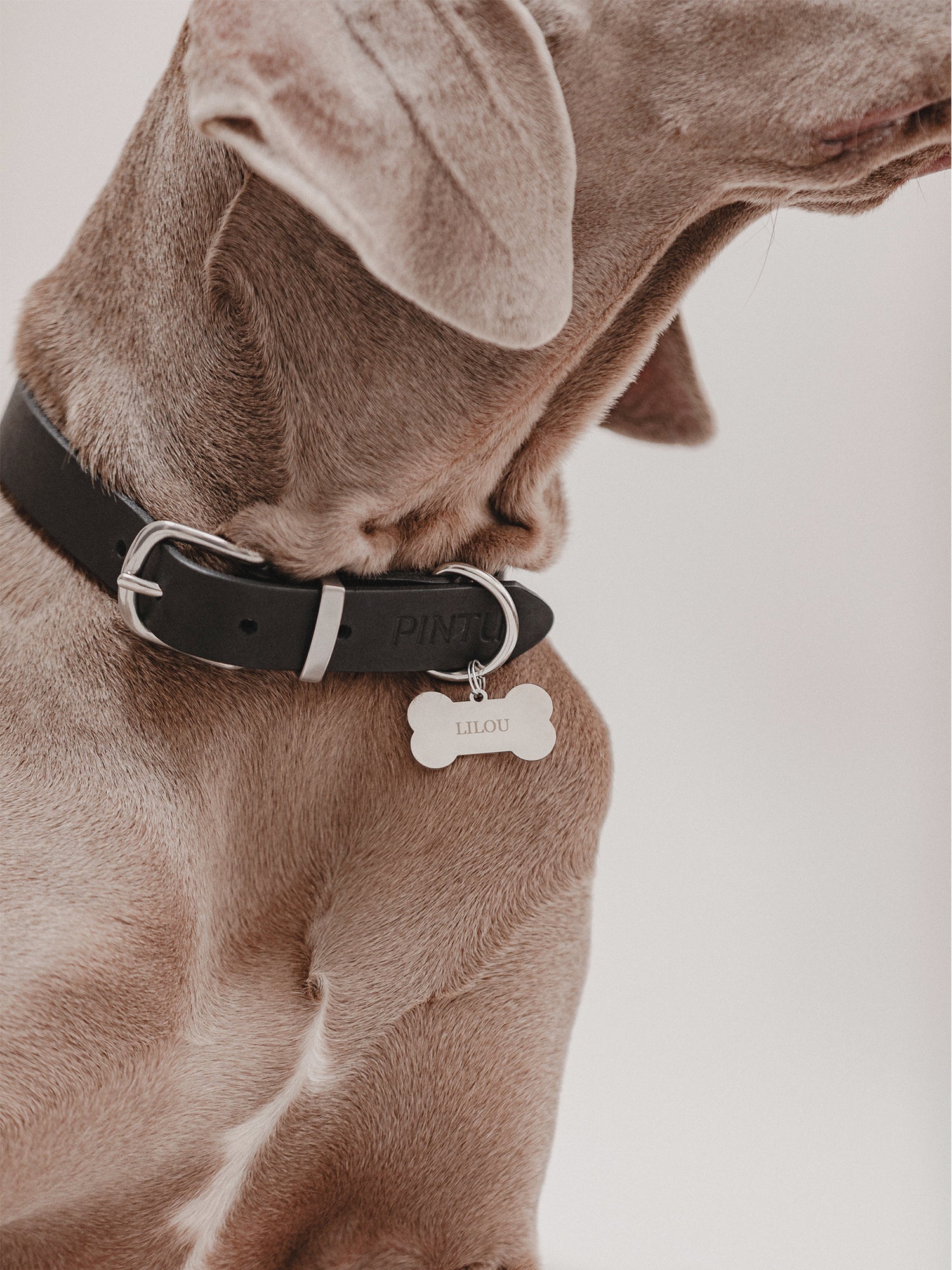 Pintu Dog Tag