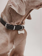 Pintu Dog Tag
