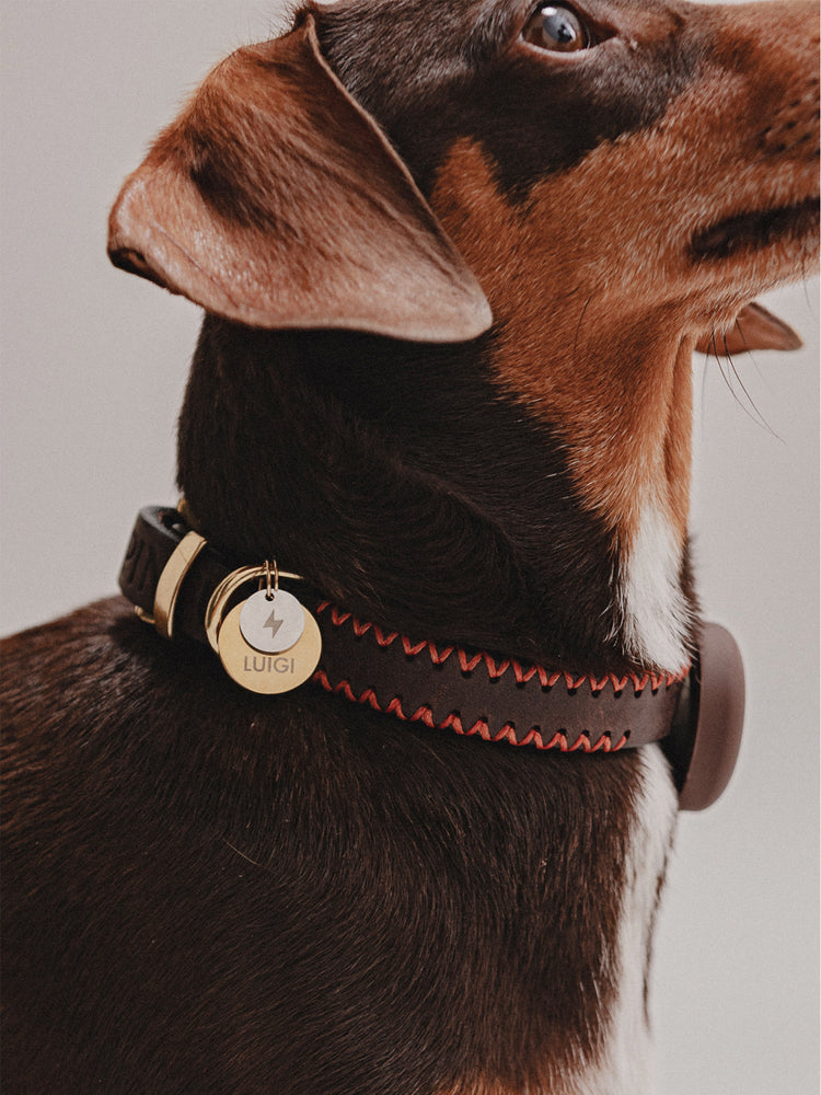 Pintu Dog Tag