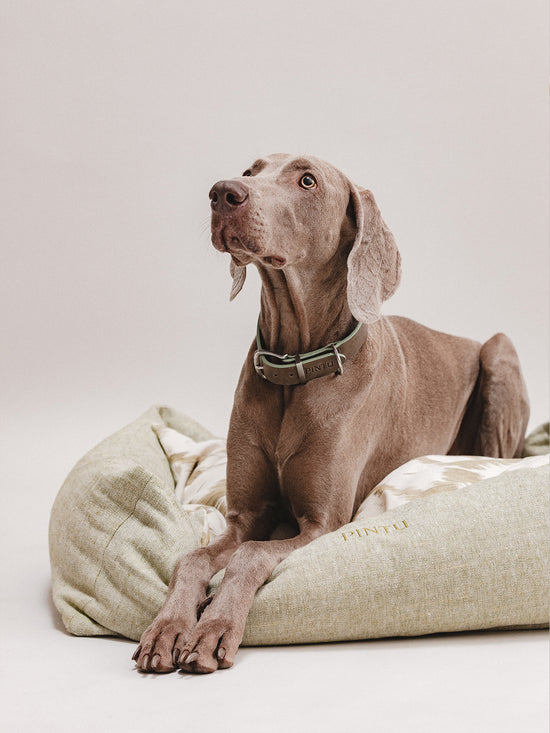 Pintu Dulce Suenos Bed - Pistachio