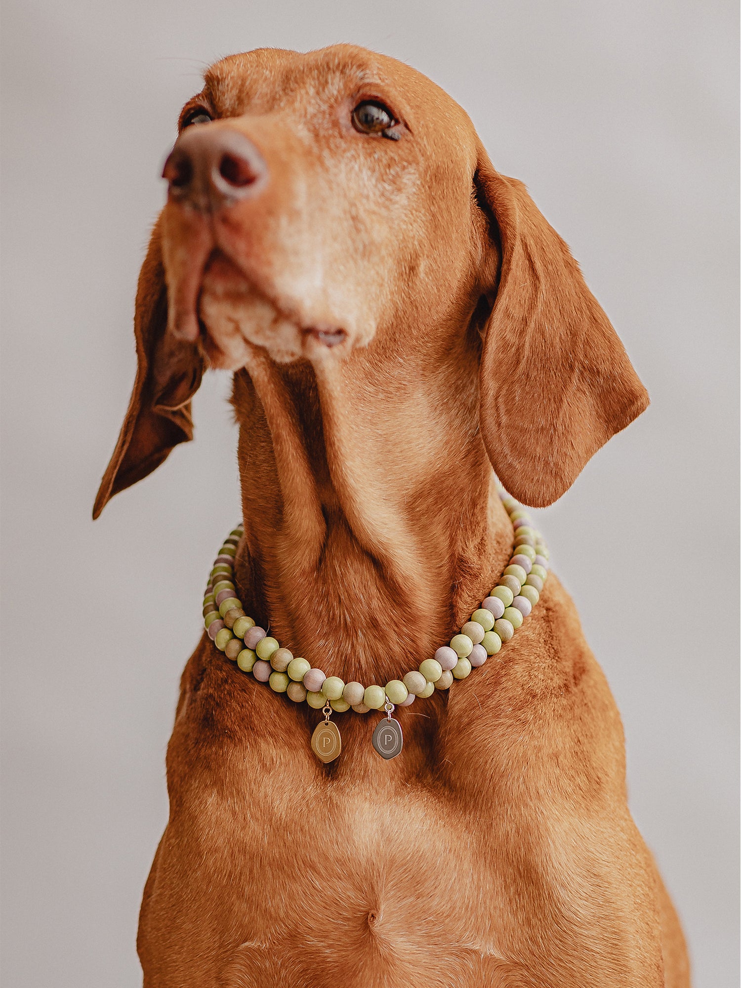Pintu Large Dog Chains - Pistachio