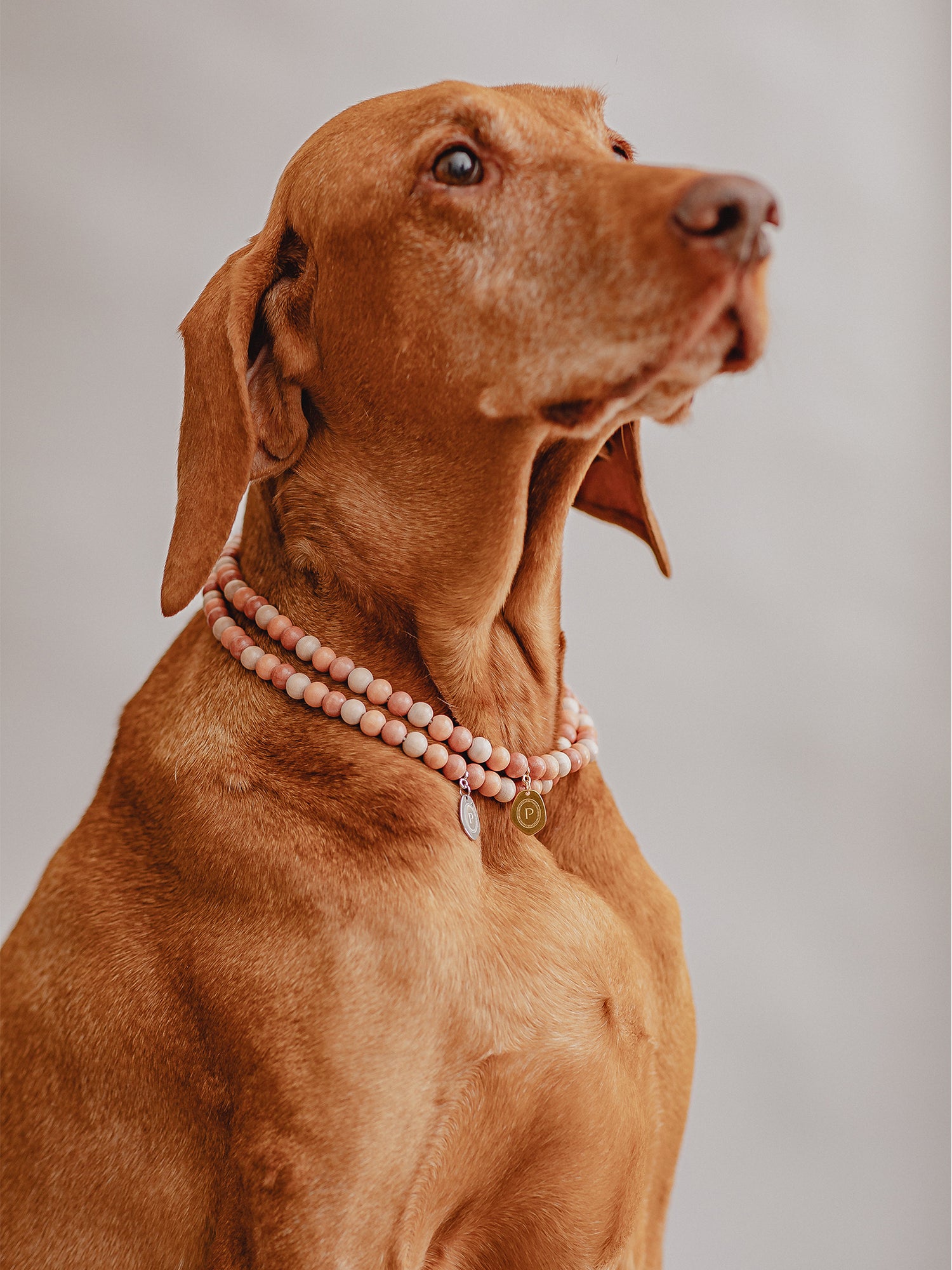 Pintu Large Dog Chains - Terraccotta