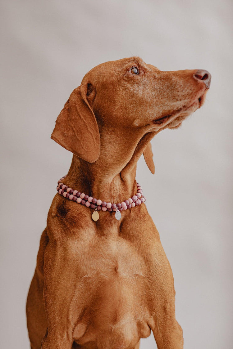 Large Dog Chains - Berry - Pintu