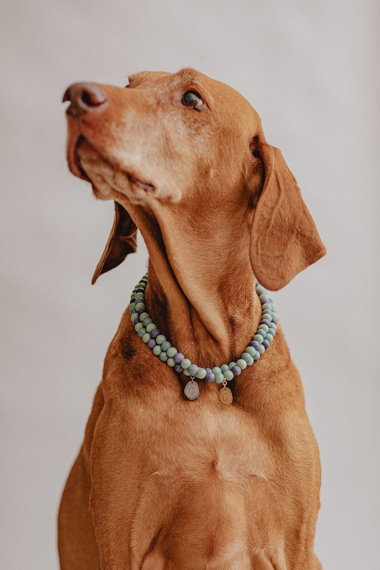 Large Dog Chains - Misty - Pintu