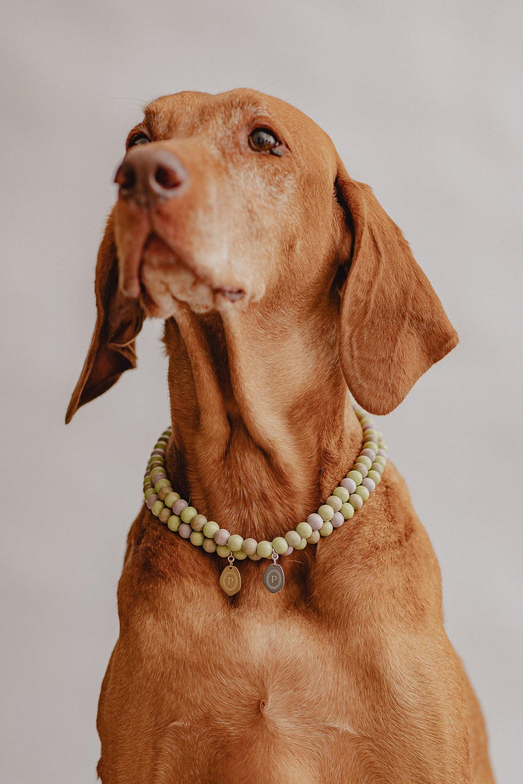Large Dog Chains - Pistachio - Pintu