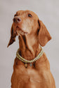 Large Dog Chains - Pistachio - Pintu