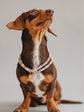 Pintu Small Dog Chain - Hazelnut