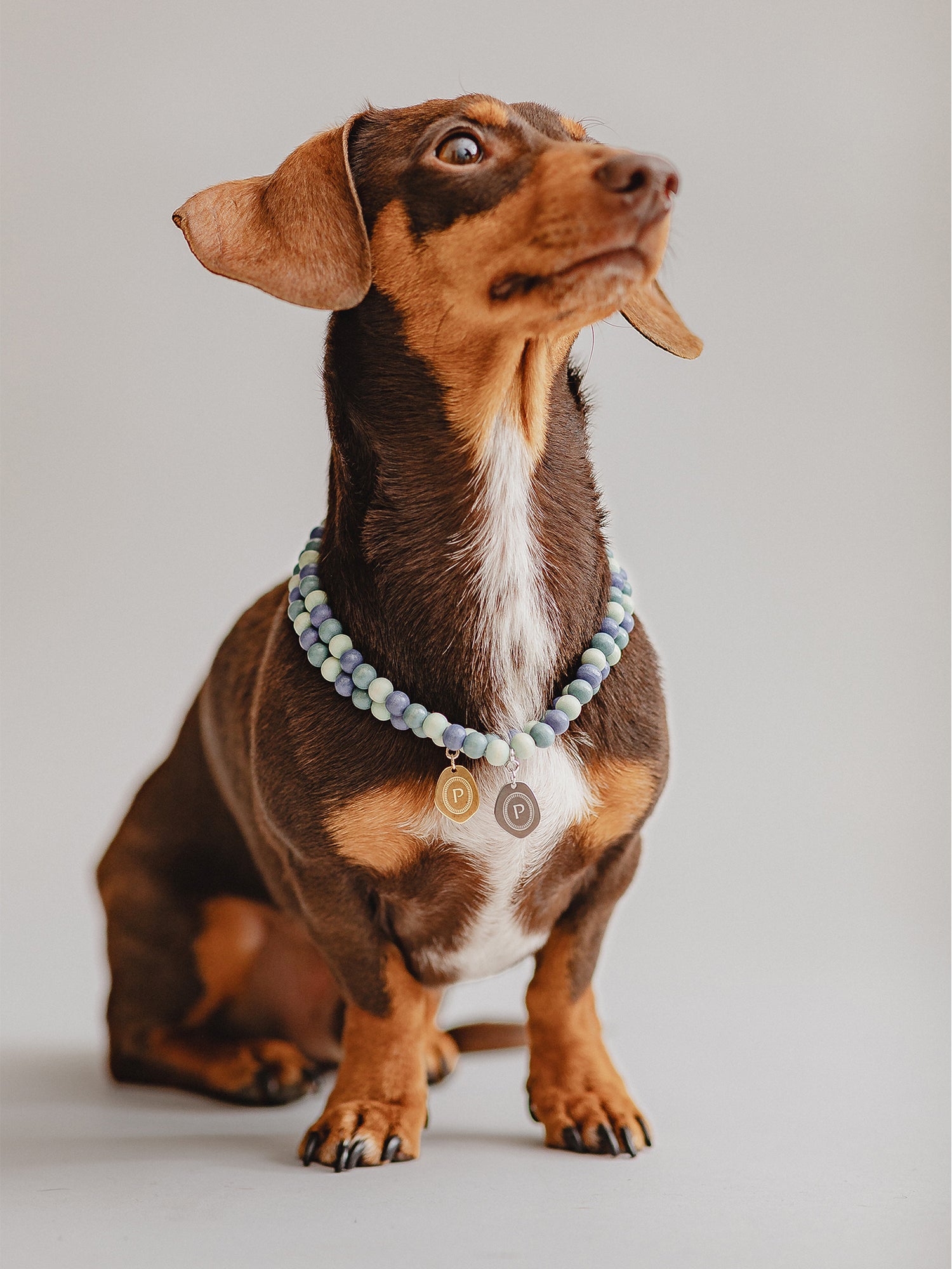 Pintu Small Dog Chain -  Misty