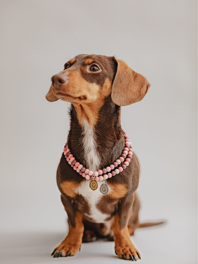 Pintu Small Dog Chain - Misty Rose