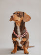 Pintu Small Dog Chain - Misty Rose
