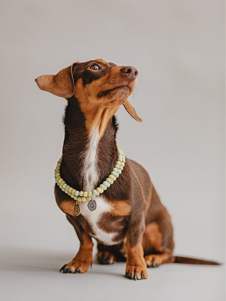 Pintu Small Dog Chain - Pistachio