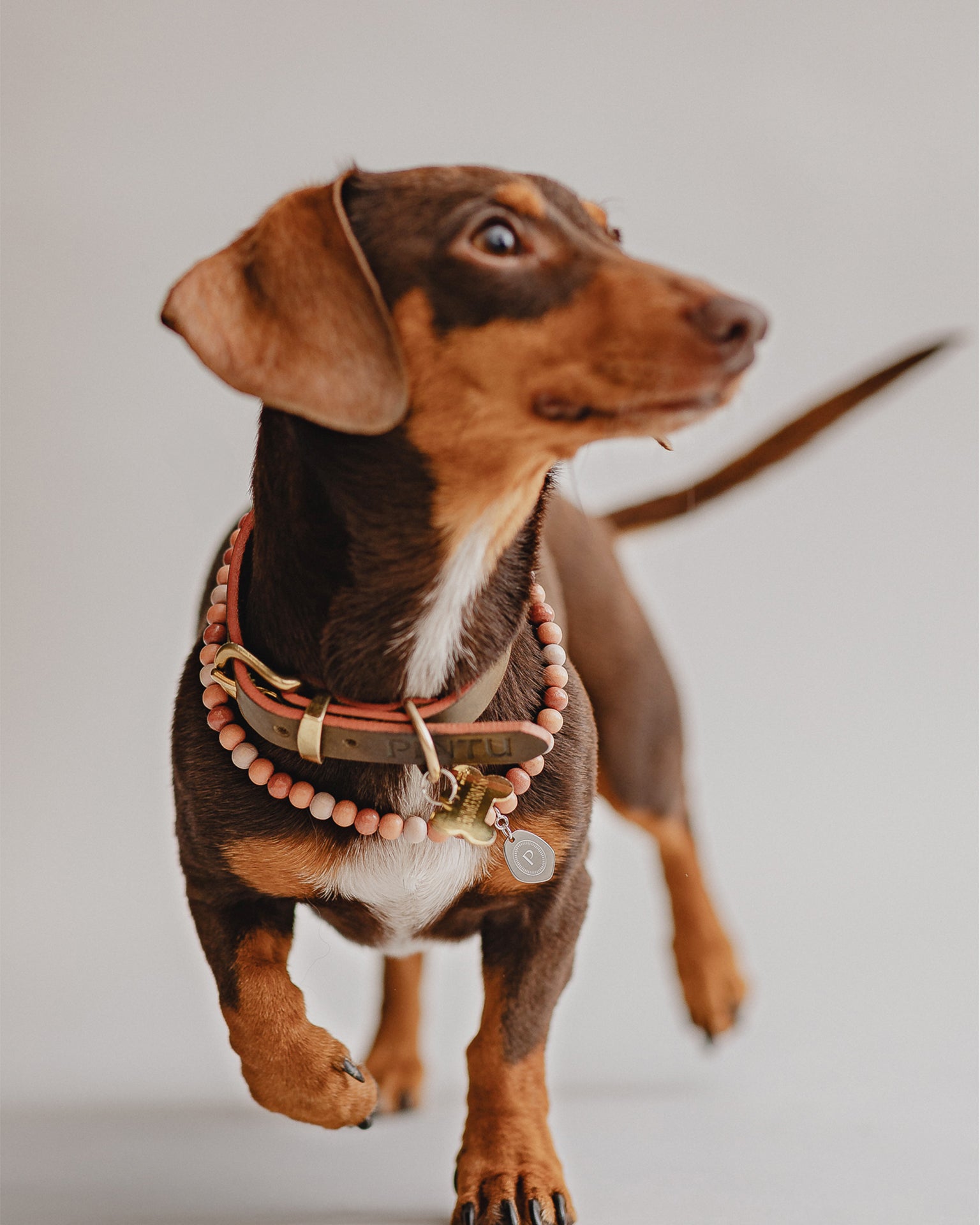 Pintu Small Dog Chain - Terracotta