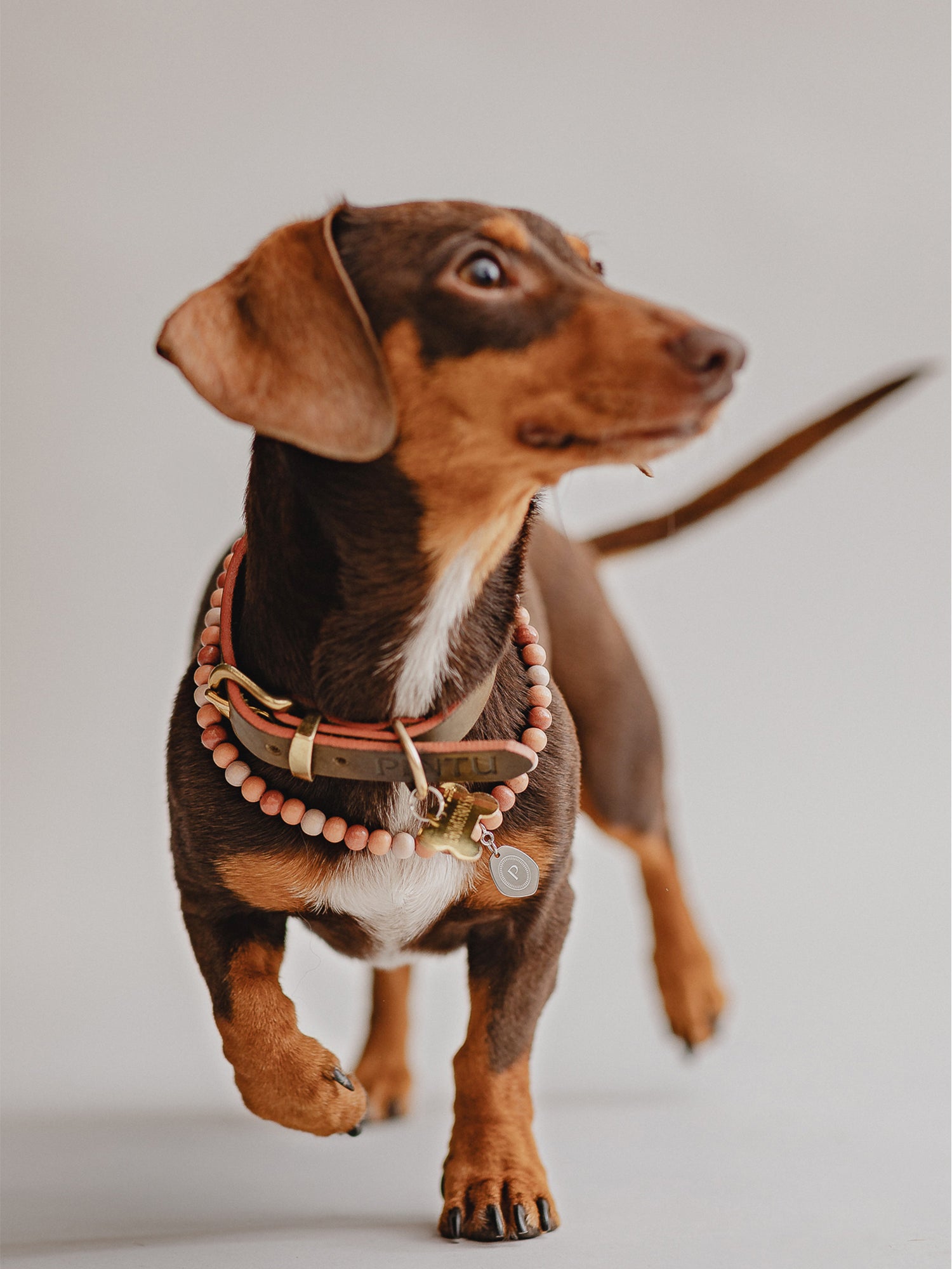 Pintu Small Dog Chain - Terracotta