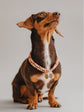 Pintu Small Dog Chain - Terracotta