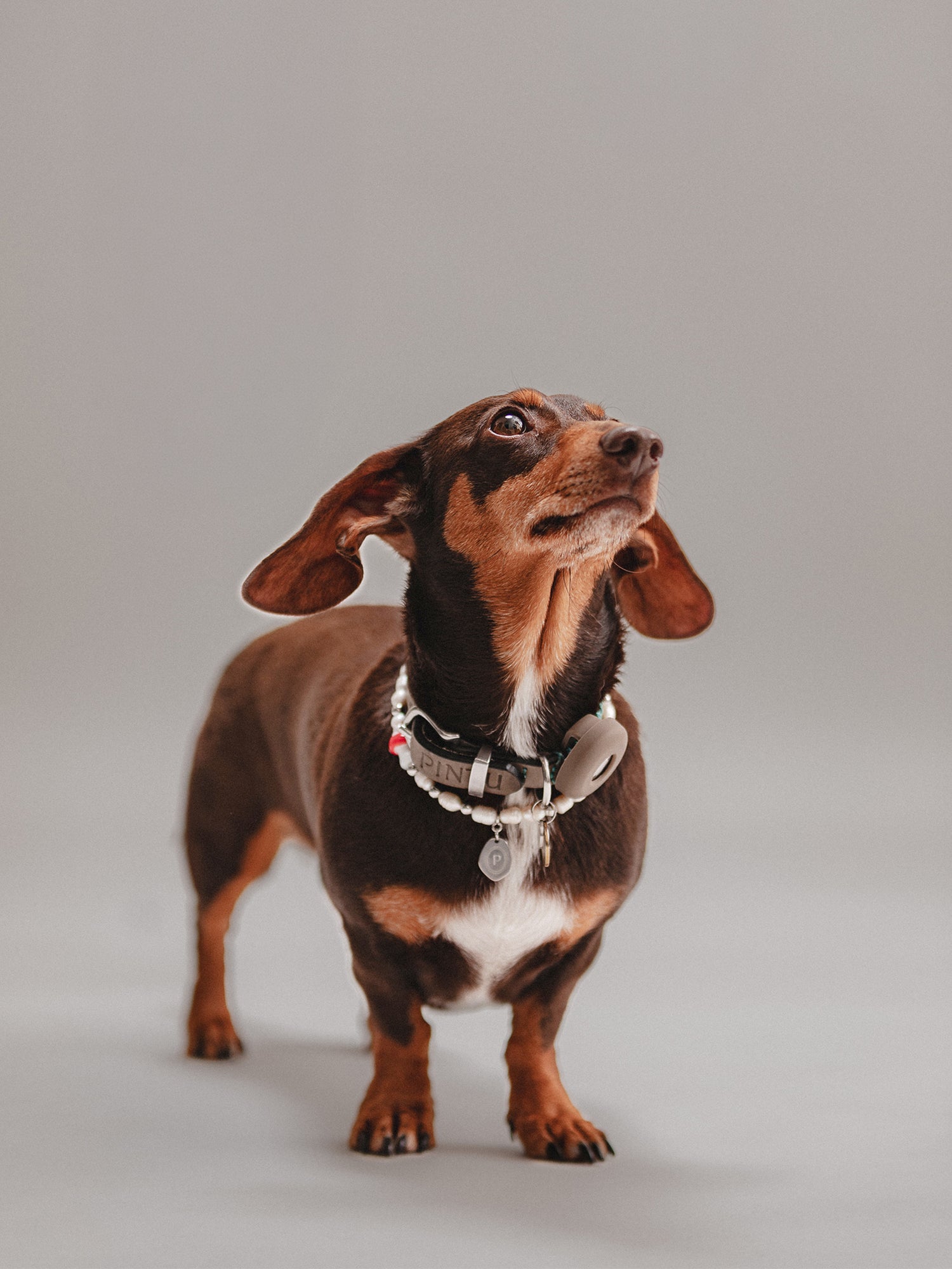 Pintu Studio 54 Dog Chain
