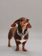 Pintu Studio 54 Dog Chain