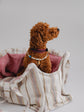 Pintu Verano Dog Shopper - Ibiza