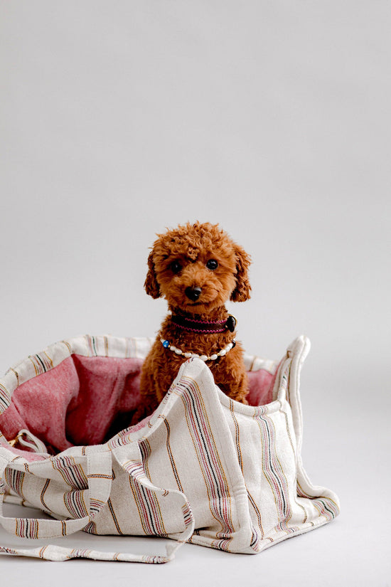 Verano Dog Shopper  - Ibiza - Pintu
