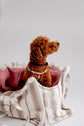 Verano Dog Shopper  - Ibiza - Pink - Pintu